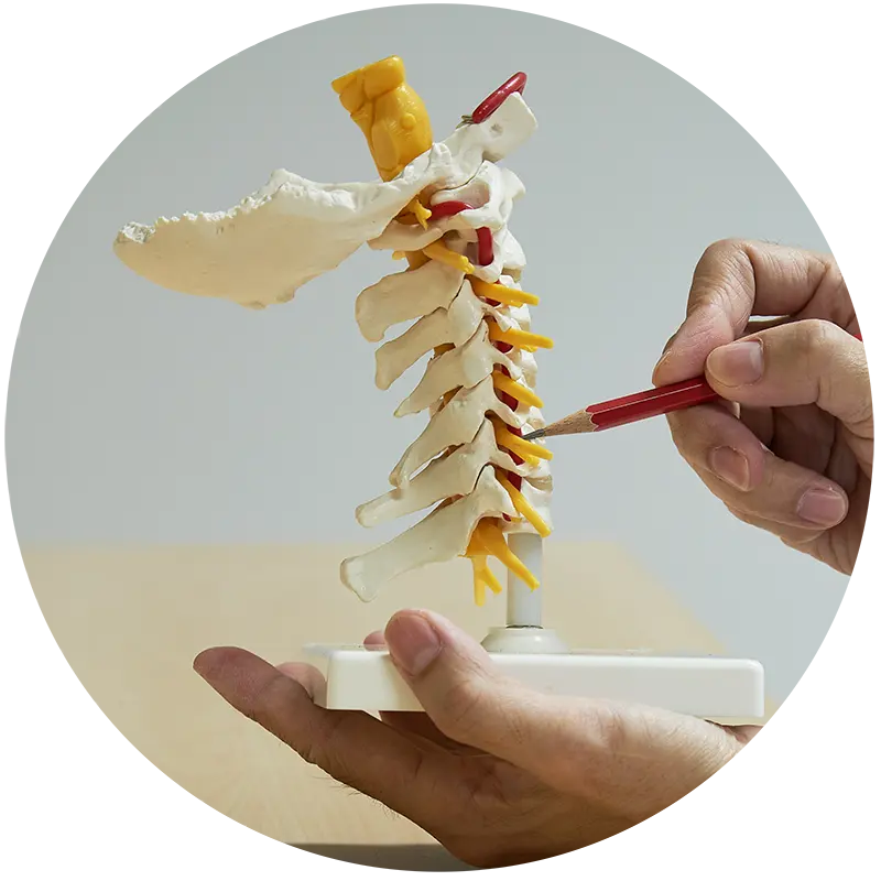 whiplash injury model